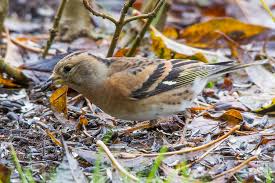 Attēlu rezultāti vaicājumam “Fringilla montifringilla female”