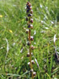 Attēlu rezultāti vaicājumam “Triglochin palustre”