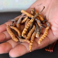 Attēlu rezultāti vaicājumam “Cordyceps”