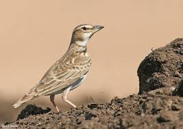 Image result for Melanocorypha bimaculata