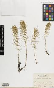 Attēlu rezultāti vaicājumam “Equisetum pratense”