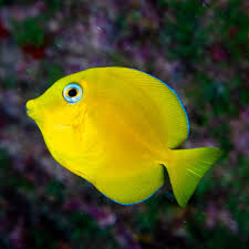 Image result for Acanthurus coeruleus