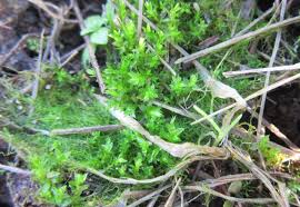 Attēlu rezultāti vaicājumam “Bryum rubens”