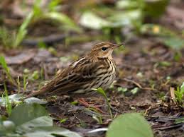 Image result for Anthus gustavi