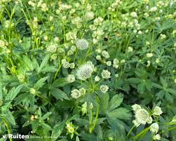 Image result for Alpendistel