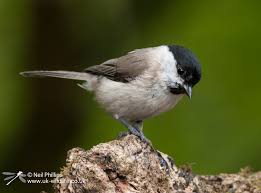 Attēlu rezultāti vaicājumam “Poecile palustris”