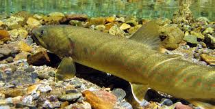 Image result for Salvelinus confluentus