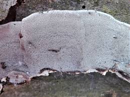 Attēlu rezultāti vaicājumam “Bjerkandera fumosa”