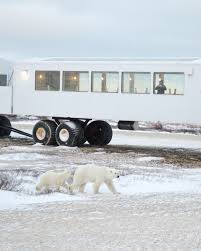 Image result for tundra buggy