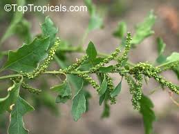 Image result for Chenopodium ambrosioides