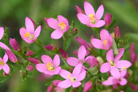 Attēlu rezultāti vaicājumam “Centaurium erythraea bud”