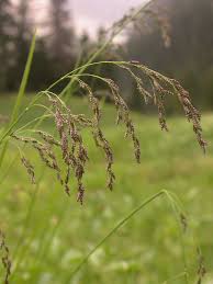 Attēlu rezultāti vaicājumam “Glyceria striata”