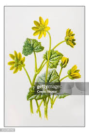 Attēlu rezultāti vaicājumam “Ficaria verna flower”