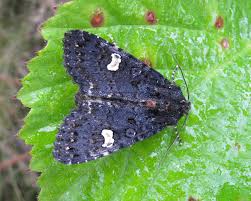 Attēlu rezultāti vaicājumam “Melanchra persicariae”