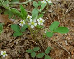 Attēlu rezultāti vaicājumam “Fragaria vesca flower”