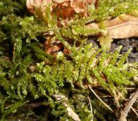 Attēlu rezultāti vaicājumam “Eurhynchium angustirete”