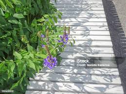 Attēlu rezultāti vaicājumam “Galega orientalis fruit”