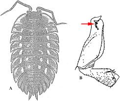 Attēlu rezultāti vaicājumam “Oniscoidea”