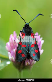 Attēlu rezultāti vaicājumam “Zygaena filipendulae exuvia”