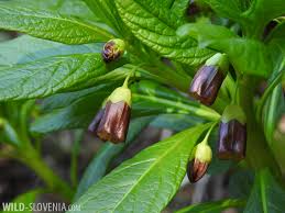 Attēlu rezultāti vaicājumam “Scopolia carniolica flower”