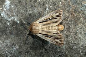 Attēlu rezultāti vaicājumam “Leucania comma”