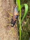 It does not sting; the feature - via Daymix