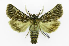 Attēlu rezultāti vaicājumam “Tholera decimalis male”