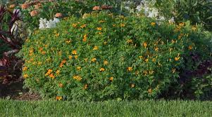 Attēlu rezultāti vaicājumam “Tagetes leaf”