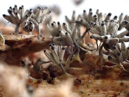 Attēlu rezultāti vaicājumam “Didymium serpula macro”