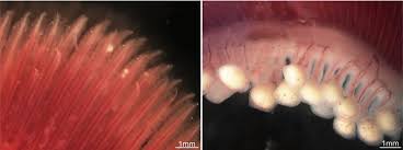 Image result for Moxostoma duquesnei