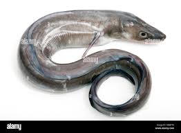 Image result for Conger conger