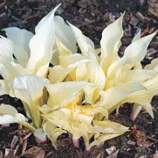 Image result for Hosta White Feather