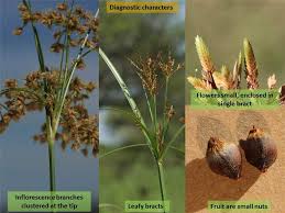 Attēlu rezultāti vaicājumam “Cyperaceae”