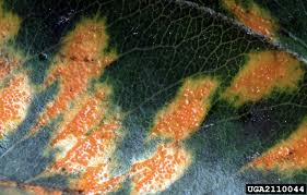 Attēlu rezultāti vaicājumam “Gymnosporangium sabinae”