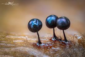 Attēlu rezultāti vaicājumam “Lamproderma violaceum plasmodium”