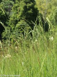 Attēlu rezultāti vaicājumam “Brachypodium pinnatum”