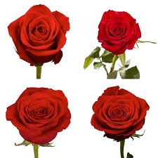 Image result for Red Rose Cc