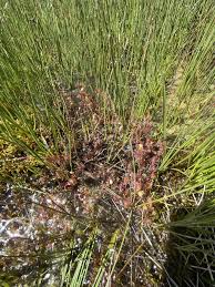 Attēlu rezultāti vaicājumam “Drosera anglica”