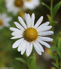 Image result for Leucanthemella serotina
