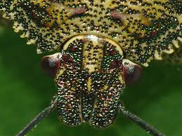 Attēlu rezultāti vaicājumam “Troilus luridus”