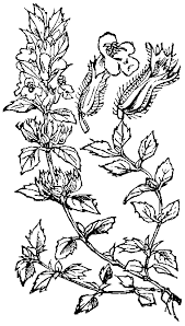 Attēlu rezultāti vaicājumam “Acinos arvensis”