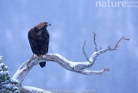 Attēlu rezultāti vaicājumam “Aquila chrysaetos adult”