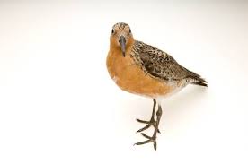 Attēlu rezultāti vaicājumam “Calidris canutus”