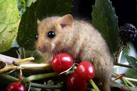 Attēlu rezultāti vaicājumam “Muscardinus avellanarius”