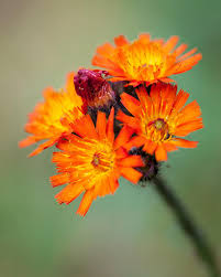 Image result for Hieracium aurantiacum