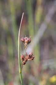 Attēlu rezultāti vaicājumam “Juncus balticus”