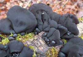 Attēlu rezultāti vaicājumam “Exidia glandulosa”