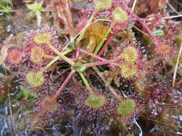 Attēlu rezultāti vaicājumam “Drosera rotundifolia leaf”
