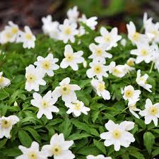 Attēlu rezultāti vaicājumam “Anemone nemorosa bud”