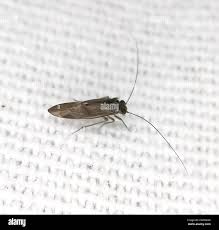 Attēlu rezultāti vaicājumam “Metylophorus nebulosus”